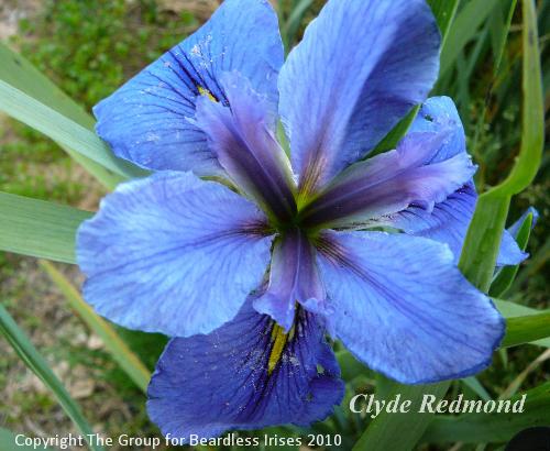 Clyde Redmond 